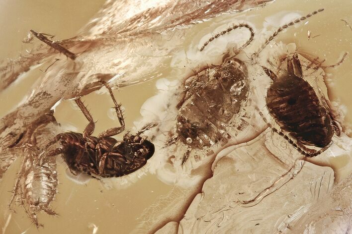 Five Detailed Fossil Cockroaches (Blattodea) In Baltic Amber - Rare! #330723